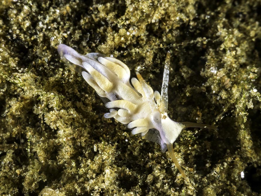 Trinchesia sp. 20
